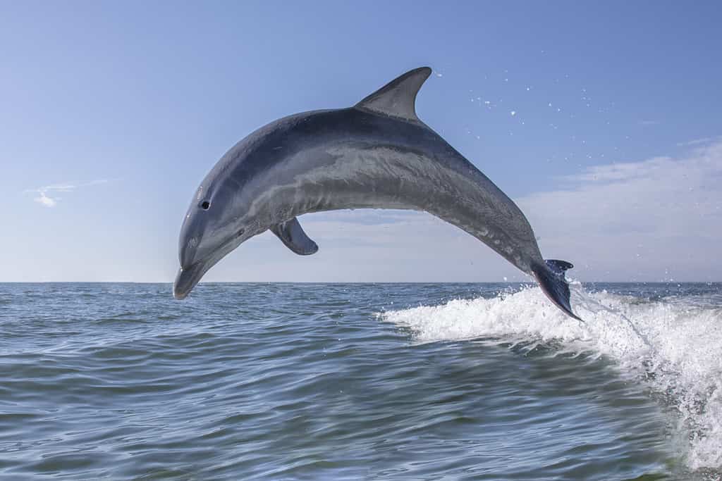 Bottlenose Dolphin - Tursiops truncatus