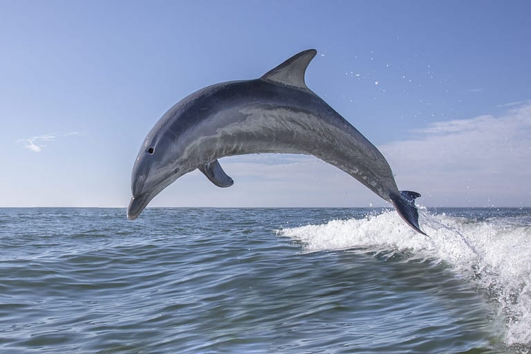 Bottlenose Dolphin - Tursiops truncatus