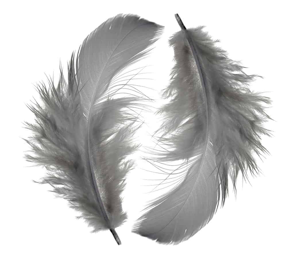 Feather set isolated on white background