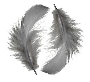 The Spiritual Meaning and Symbolism of Grey Feathers Picture