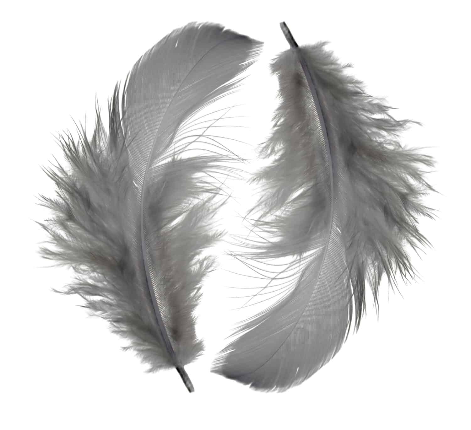 Beautiful abstract white gray and orange yellow brown feathers on