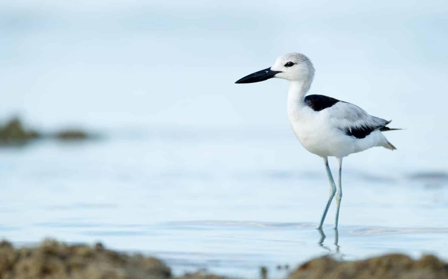 Closeup beautiful rare shorebird, low angle view, side shot, Crab-plover, low angle view, side shot, standing up gracefully after taking bath near the seashore, Phang nga beach, southern Thailand.