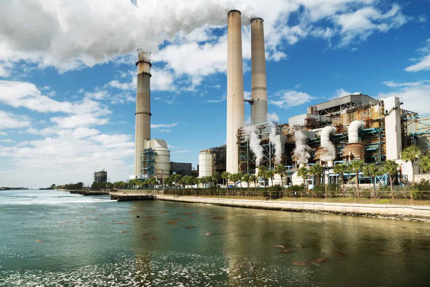A large coal-fired power plant in Tampa and dozens of manatees basking in warm waters