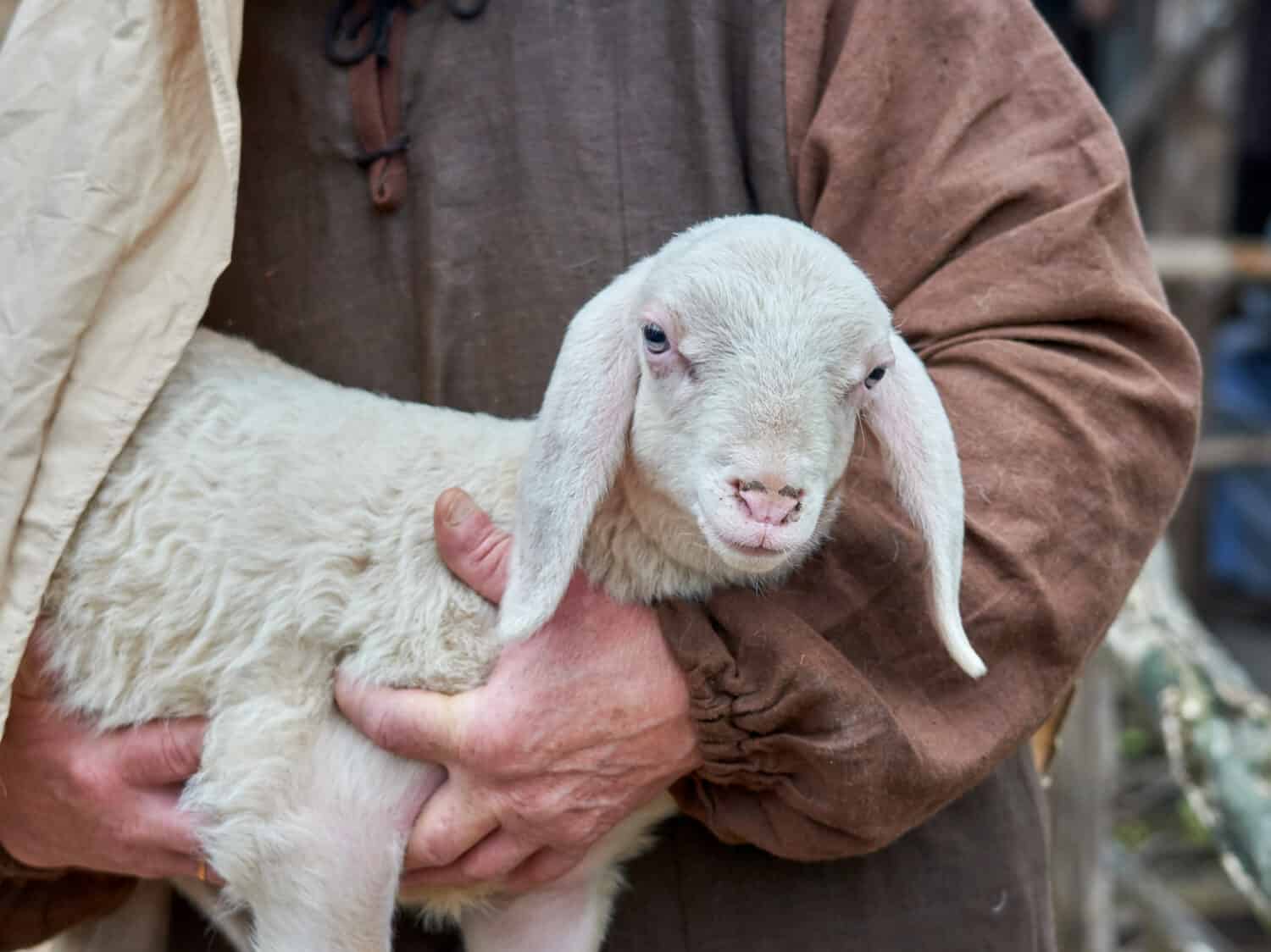 Имя ягненка. Овца с человеческим лицом. A Lamb with the Wool Removed from its head foto. Man with Lamb photo.