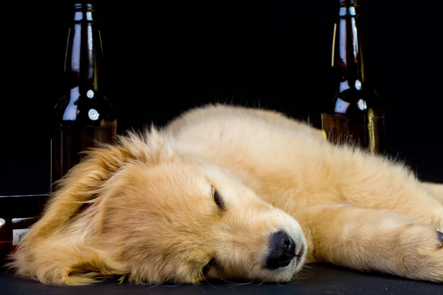 A concerned dog experiencing the effects of intoxication, underscoring the hazards of toxic substances and the vital role of prevention and quick veterinary intervention.