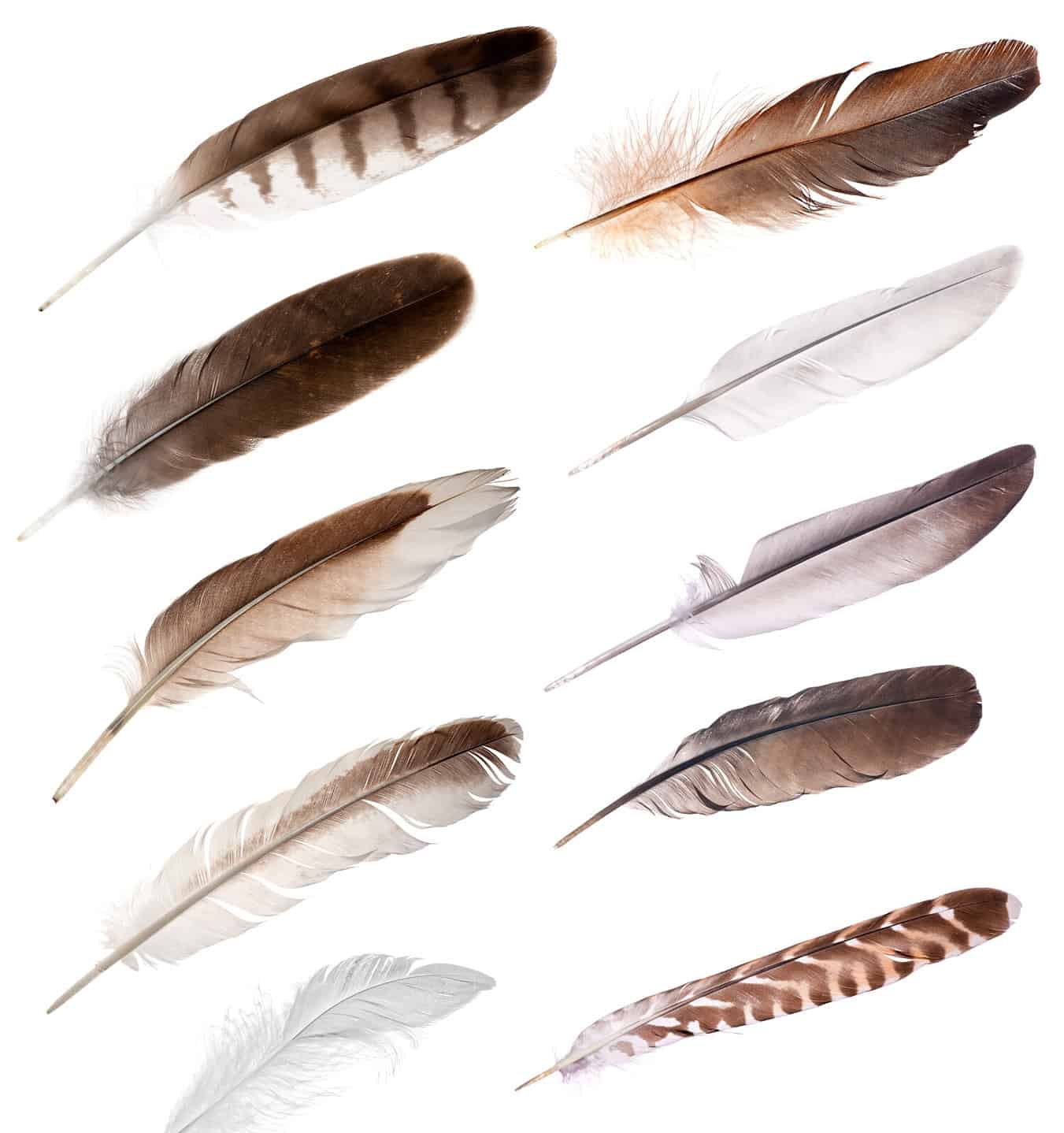 The Spiritual Meaning and Symbolism of Brown and White Feathers AZ