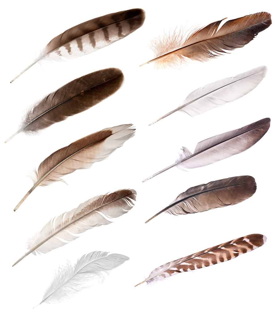 set of different feathers isolated on white background