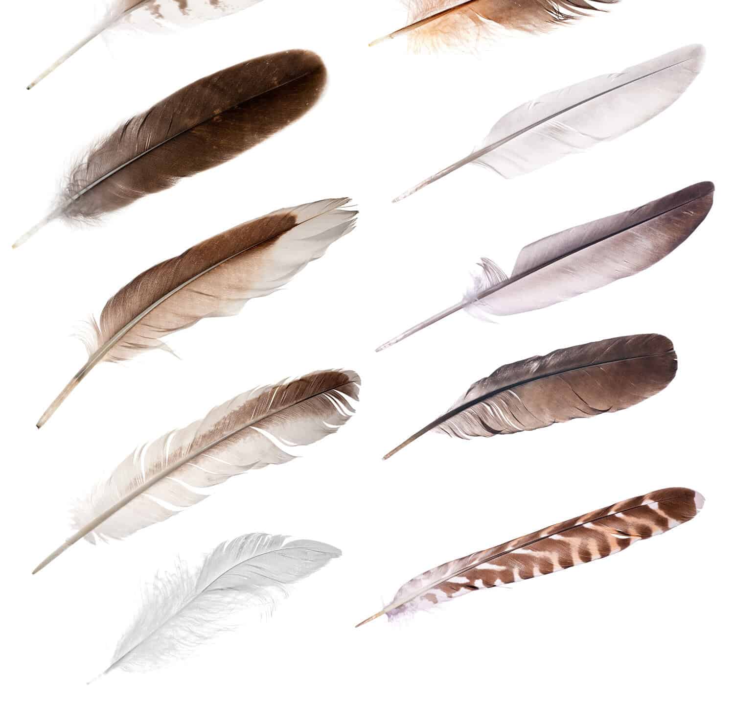 Silver Dyed Turkey Feathers, Pkg of 4 Gray Feathers, Large Feathers,  Colored Feathers, Hat Feather 