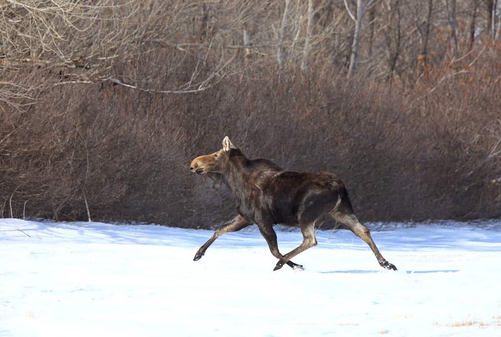 Moose on the run in Winter