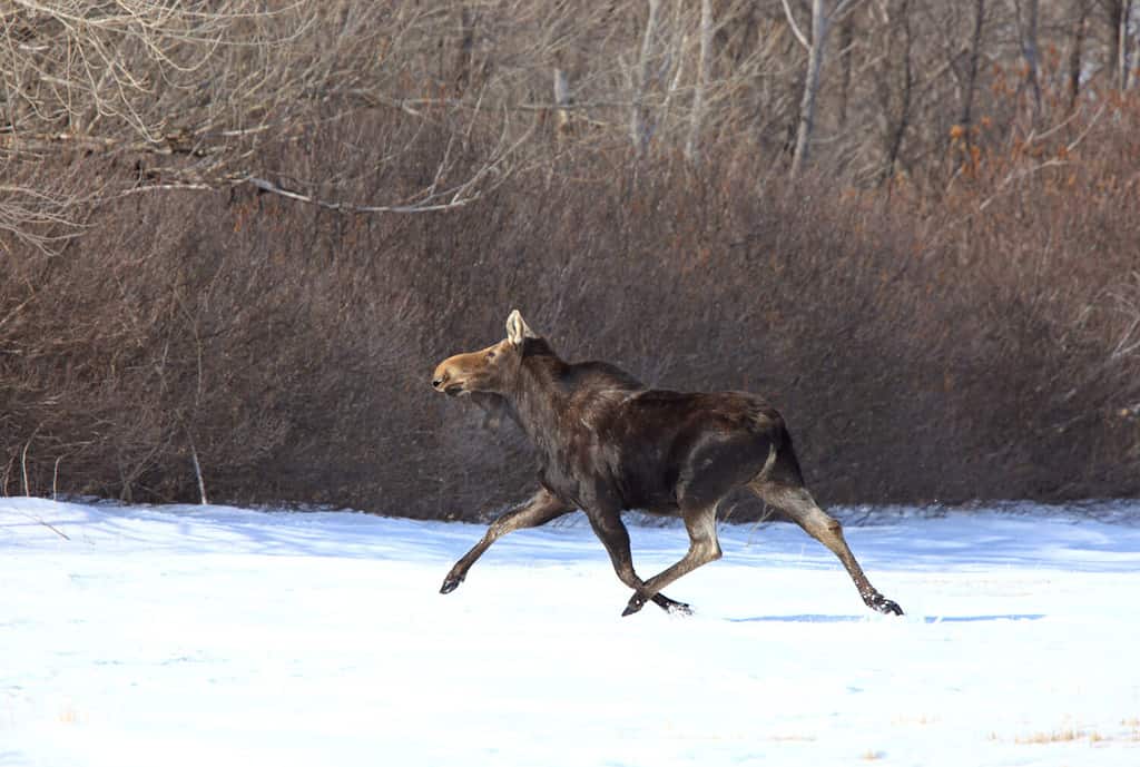 How Fast Can Moose Run? Discover Their Impressive Speed