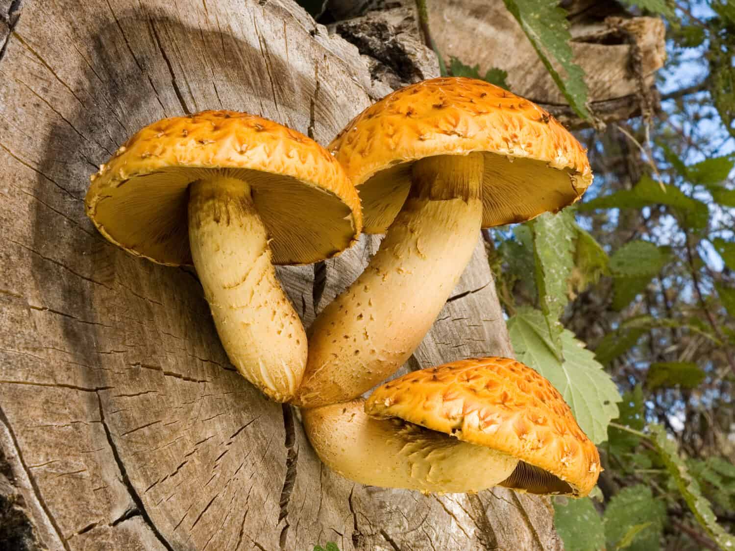 Yellow fungus on wood  (Pholiota adiposa)
