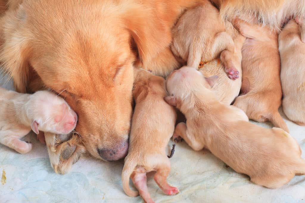 first day of golden retriever puppies and mom