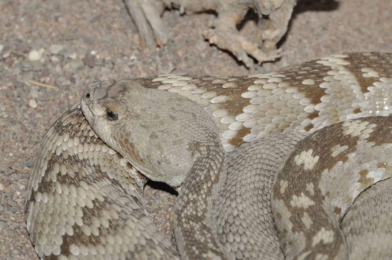 Black-tailed rattlesnake from the Chihuahuan Desert of Coahuila, Mexico
