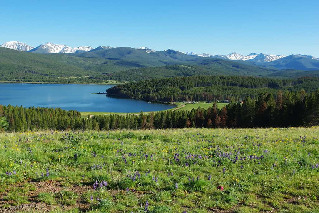 Flowers, meadows, forests, Rocky Mountains and Georgetown Lake, Montana