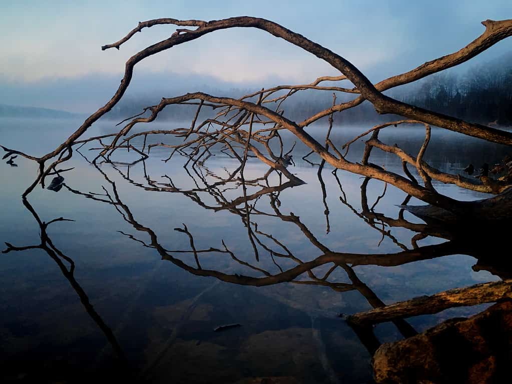 Mirror-like reflection of brambles from a fallen tree in the still water on a foggy morning at Tims Ford State Park in Winchester Tennessee.