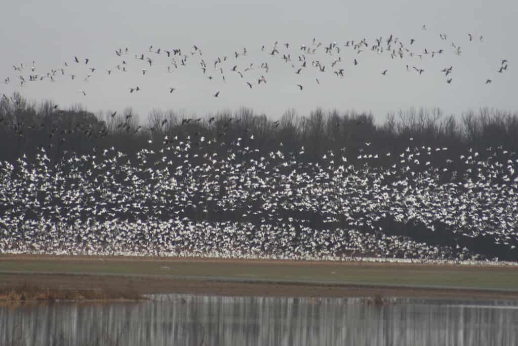 Snow geese, reelfoot lake