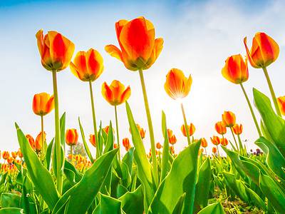 A 7 Eye-Catching Tulips to Grow in Massachusetts