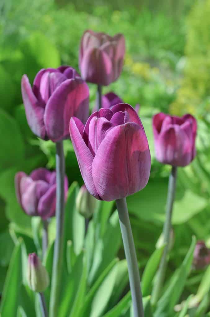 Purple colored tulip Greuze flowers in spring field. Purple bright tulip