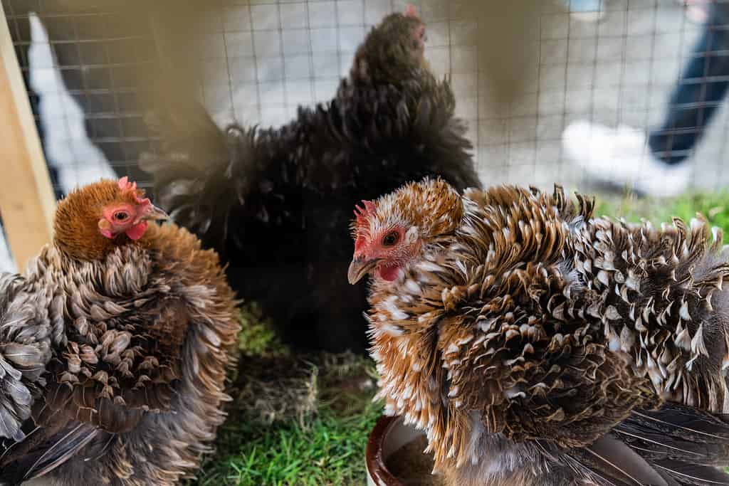 Frizzle Chickens