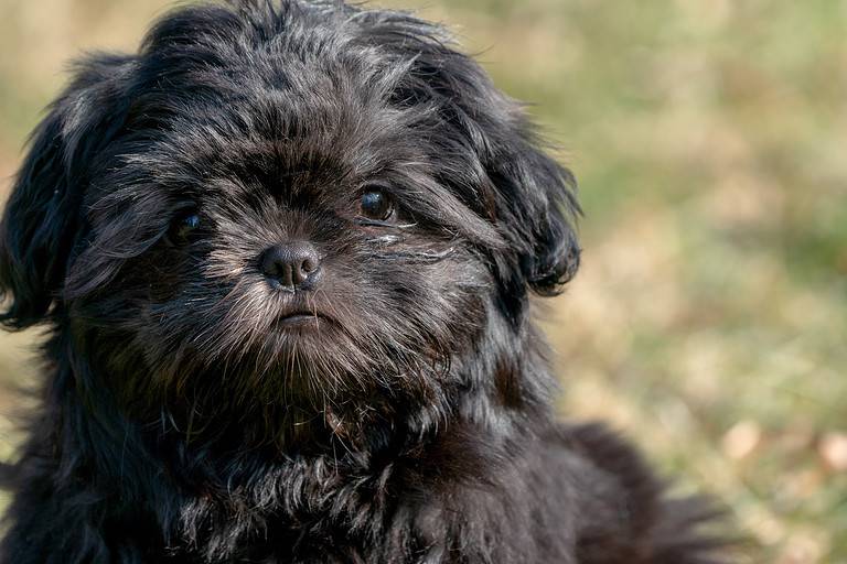 black shih tzu