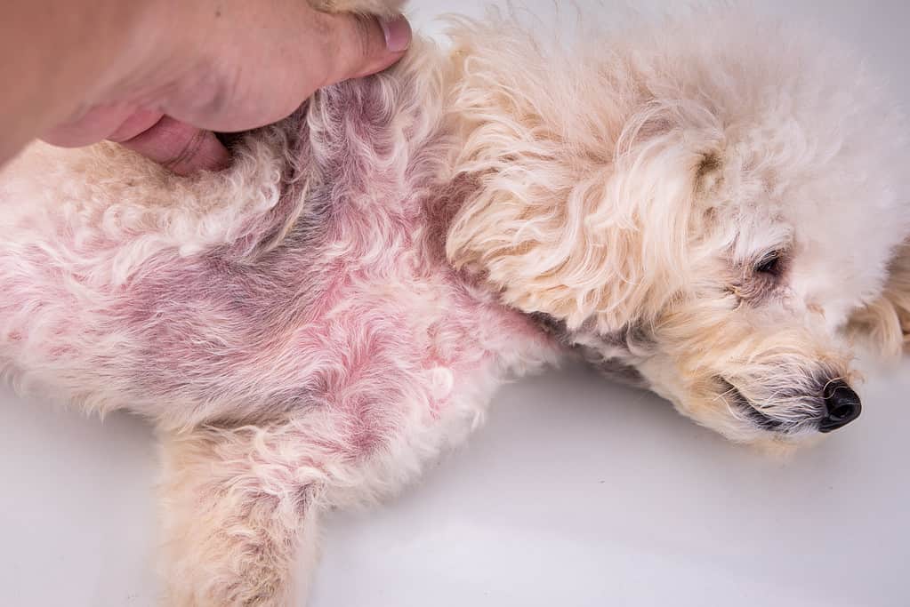 Dog with red irritated skin