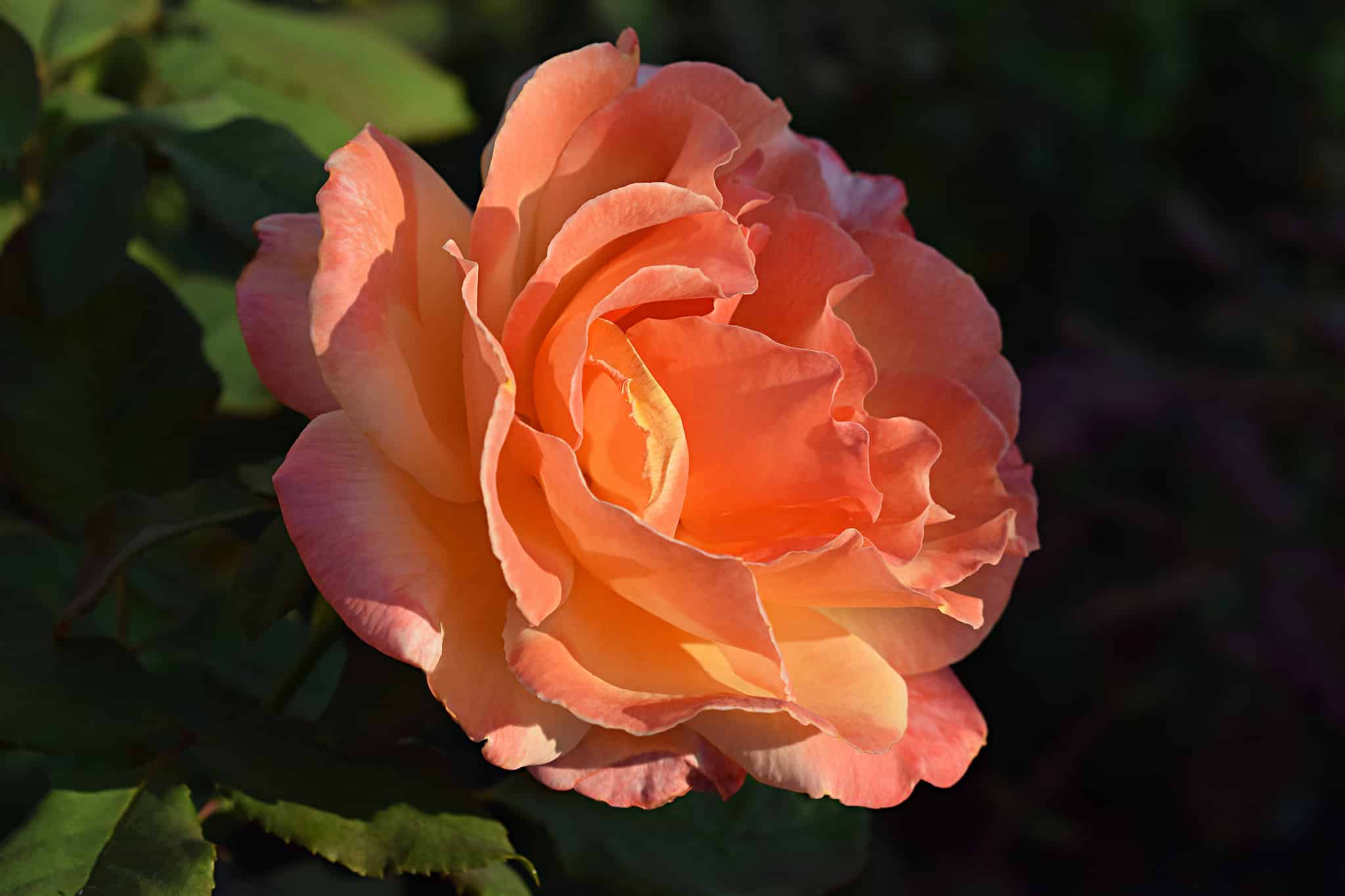 The Hardiest and Most Popular Roses In Louisiana