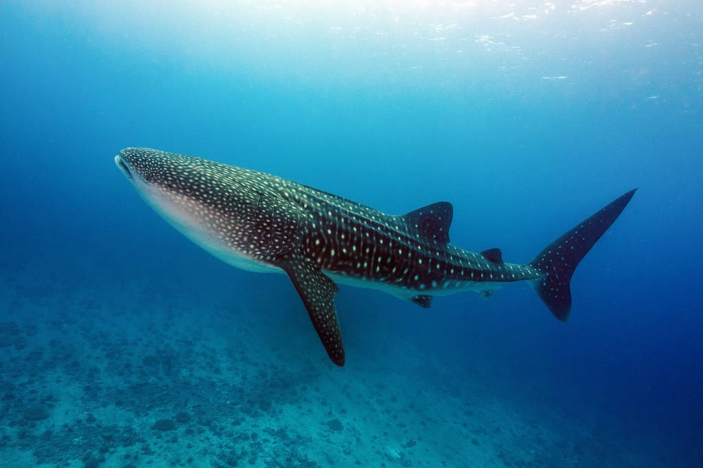 whale shark