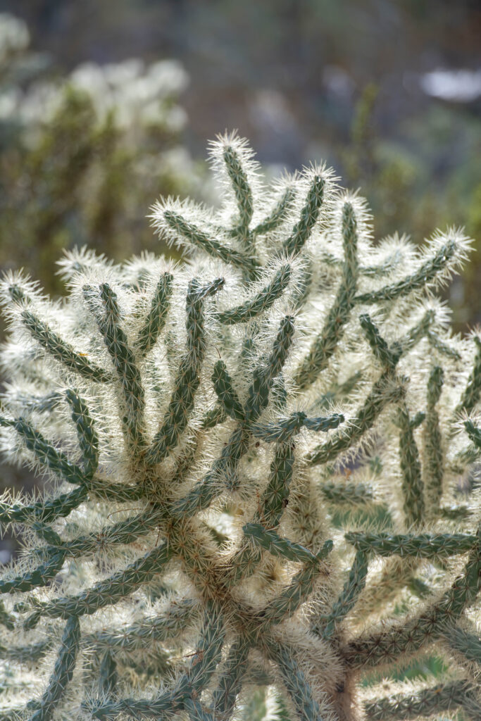 Cylindropuntia fulgida - Wikipedia