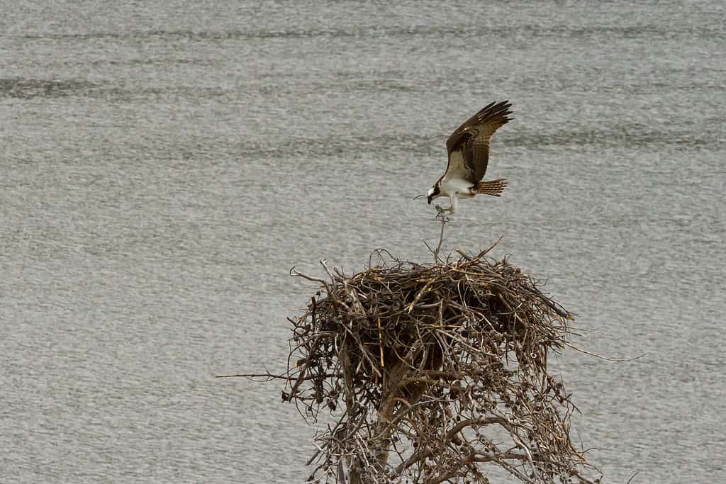 Osprey building nest