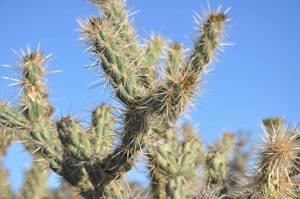 Closeup of a Jumping Cholla Cactus and its very pokey spines.