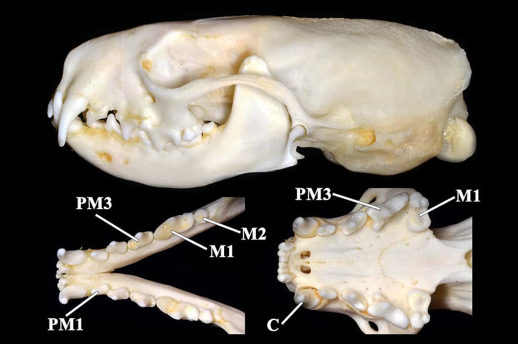 Neovison vison skull (the American mink), a semiaquatic species of mustelid native to North America.