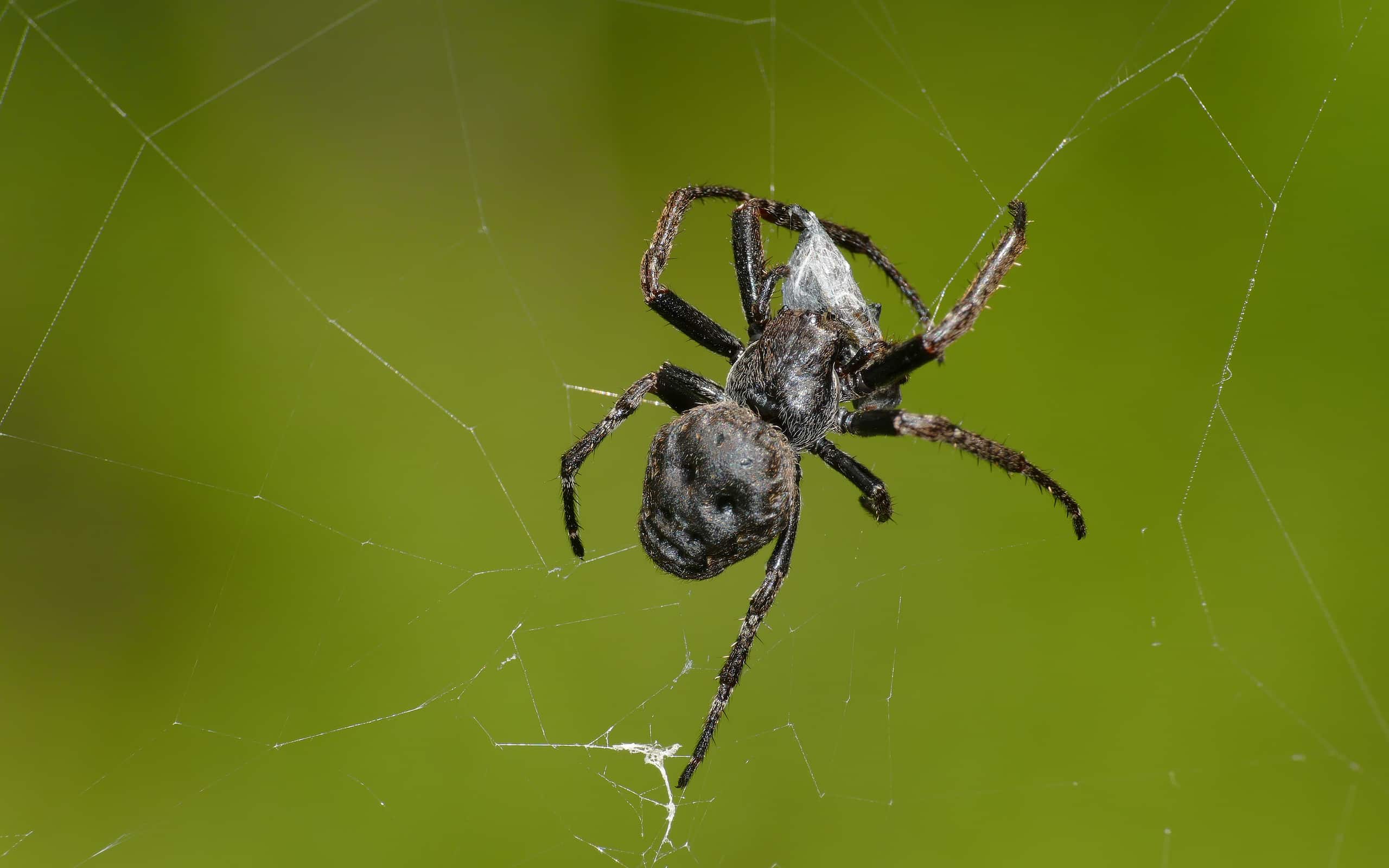 Walnut orb-weaver spider (Nuctenea umbratica)