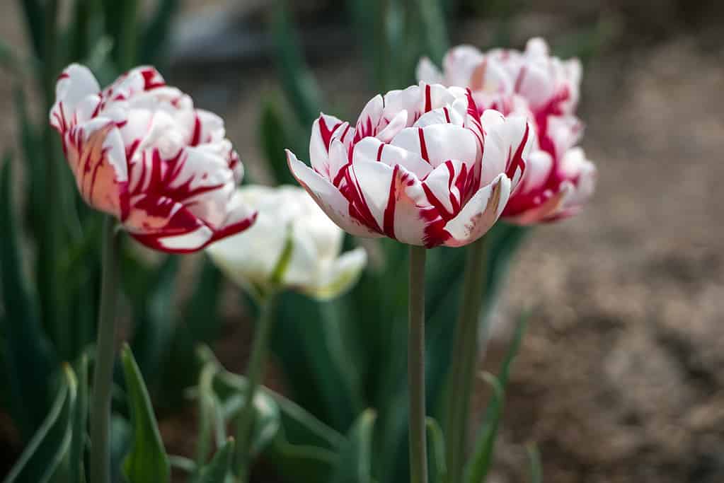 A tulip is a bulbous plant in the genus Tulipa. White-red terry tulip ''Carnival De Nice''.