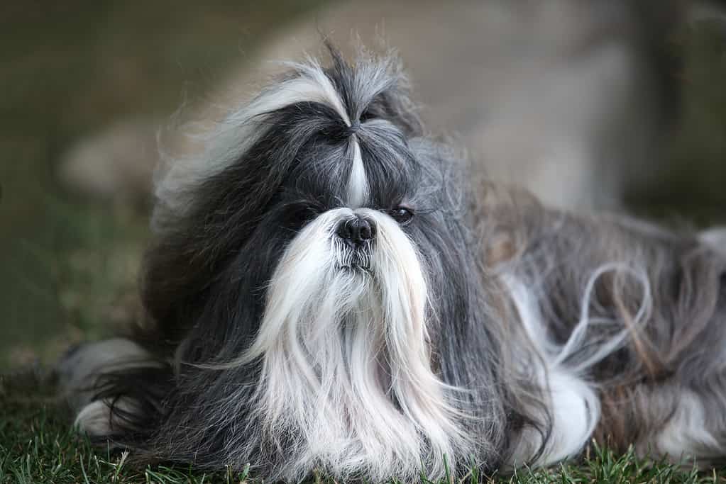 shih tzu brindle color