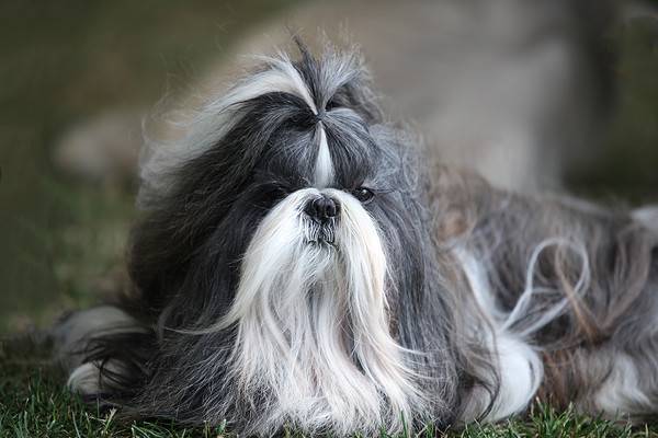 Are Shih Tzus Hypoallergenic? - A-Z Animals