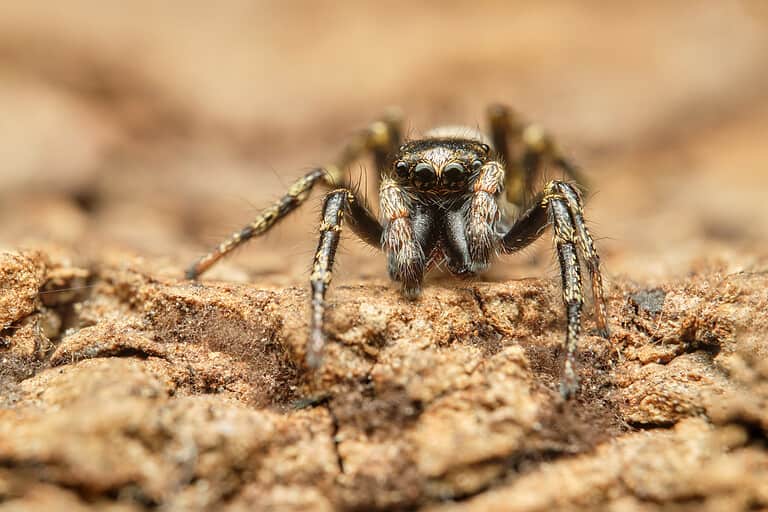 Zebra jumping spider