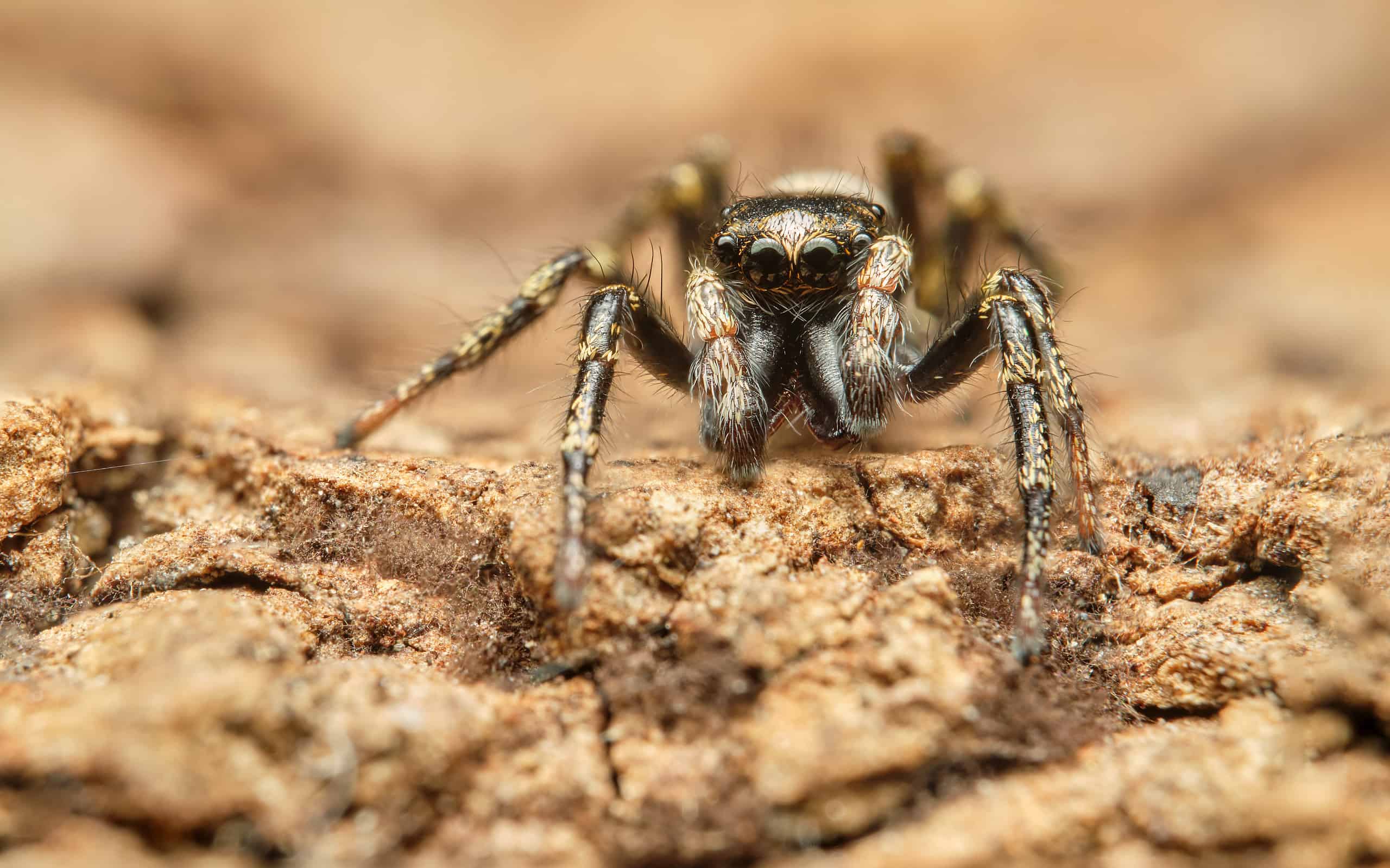 Tiny Spiders Devour Lizards Three Times Their Size