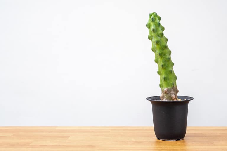 Myrtillocactus geometrizans Fukurokuryuzinboku cactus desert plant, Wood table and white wall, Cacti tiny plants, Inspiration home interior decoration modern minimalists concept. Copy space background