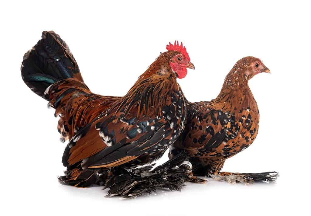 Booted Bantam chickens with long feathers on their feet