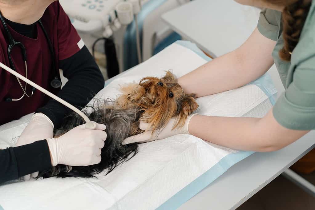 Ultrasound on a Yorkshire terrier