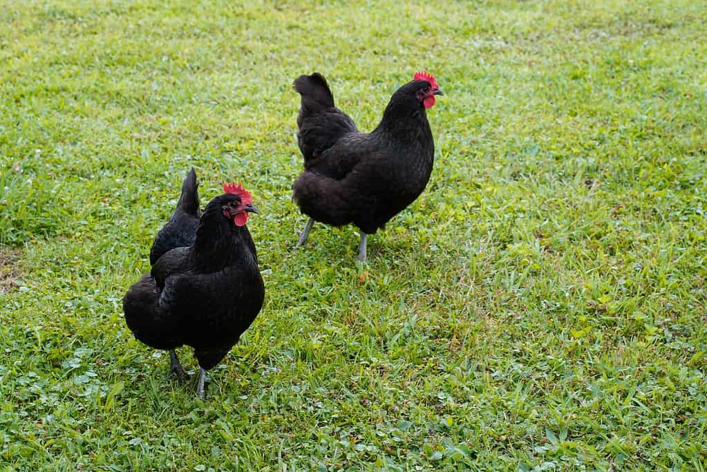 Australorp chickens