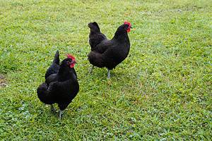 21 Beautiful Black Chicken Breeds Picture