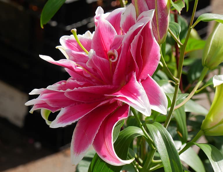Hybrid roselily in full bloom.