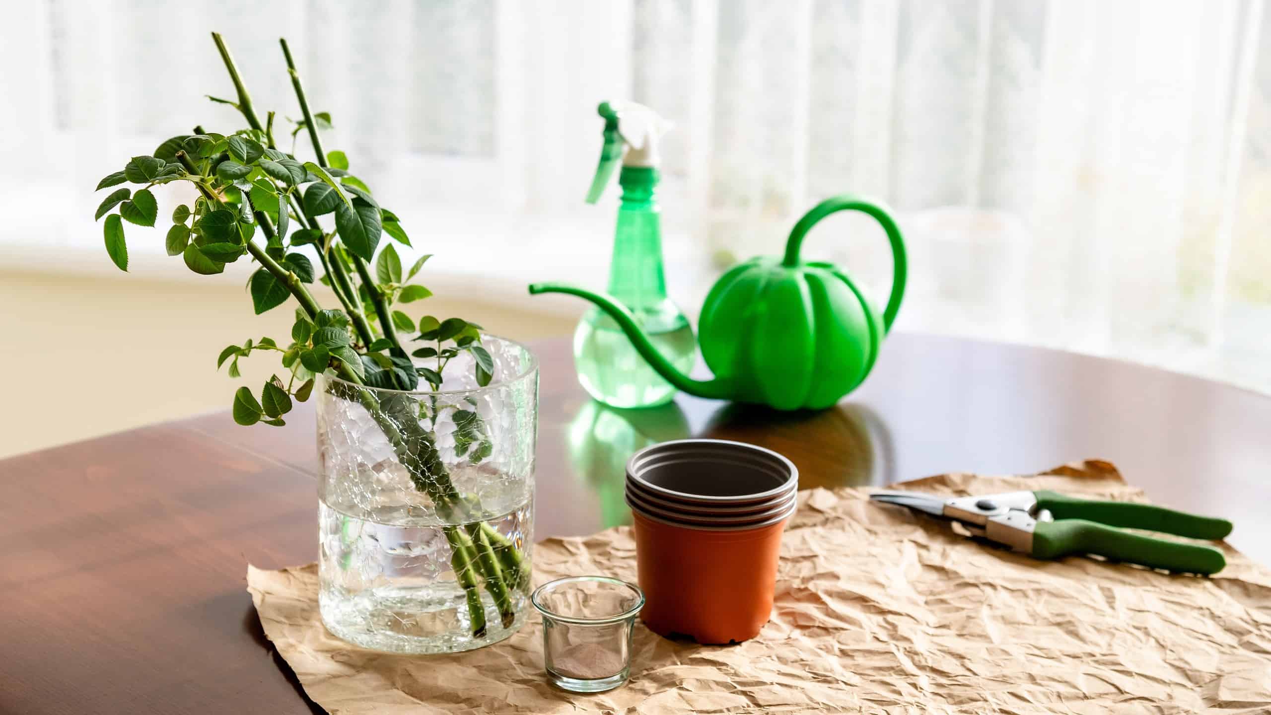 n the room on the table there is a vase in which there are garden rose sprouts. Nearby are garden tools and a pot. From a series of photos about plant breeding, seedlings and plant propagation.