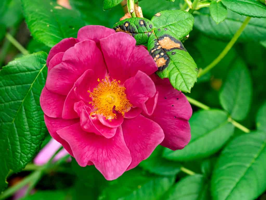 French rose, Rosa gallica, close up of flower in garden, Netherlands