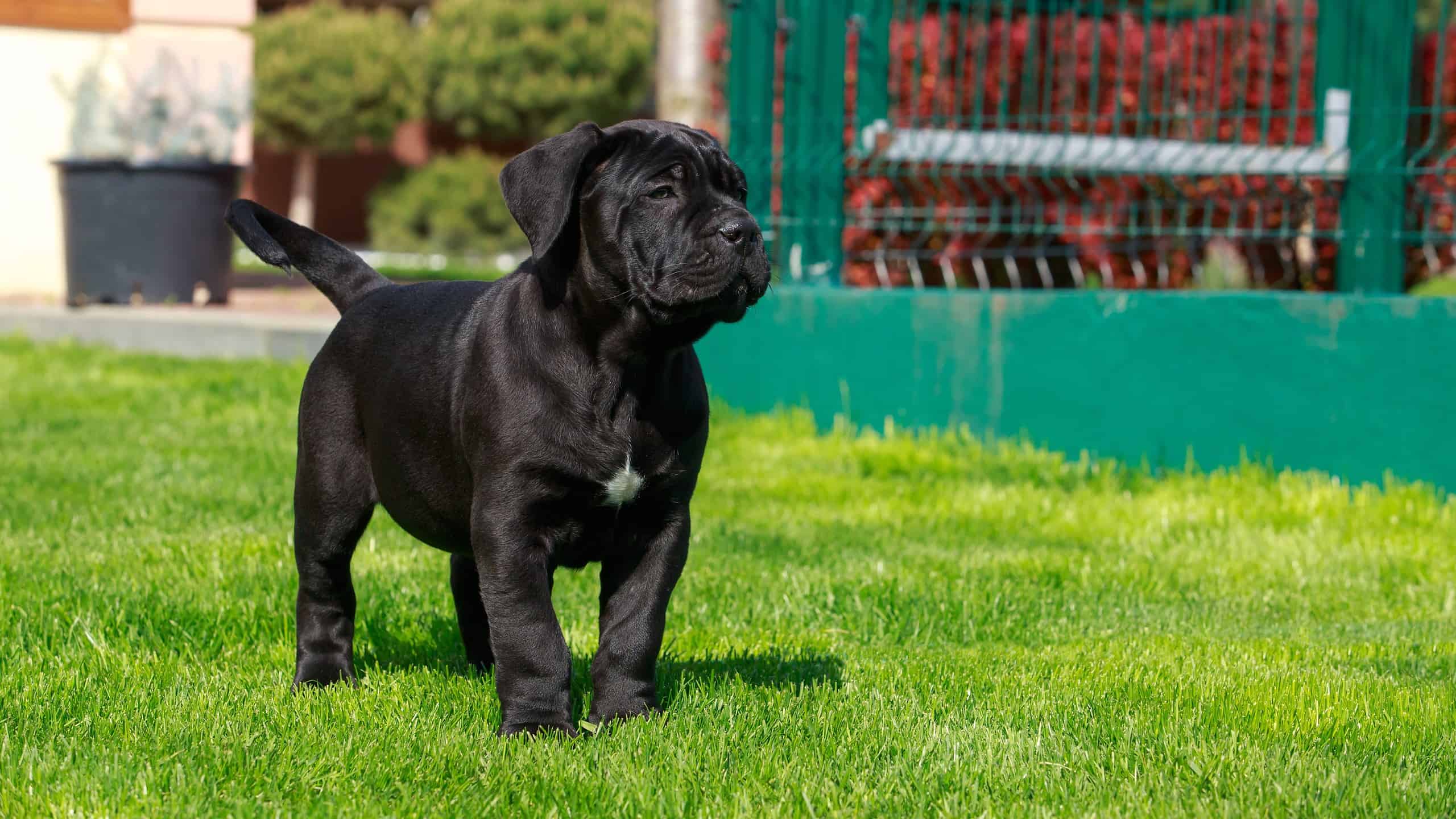 Cane Corso Prices in 2023: Purchase Cost, Vet Bills, and More! - A-Z ...