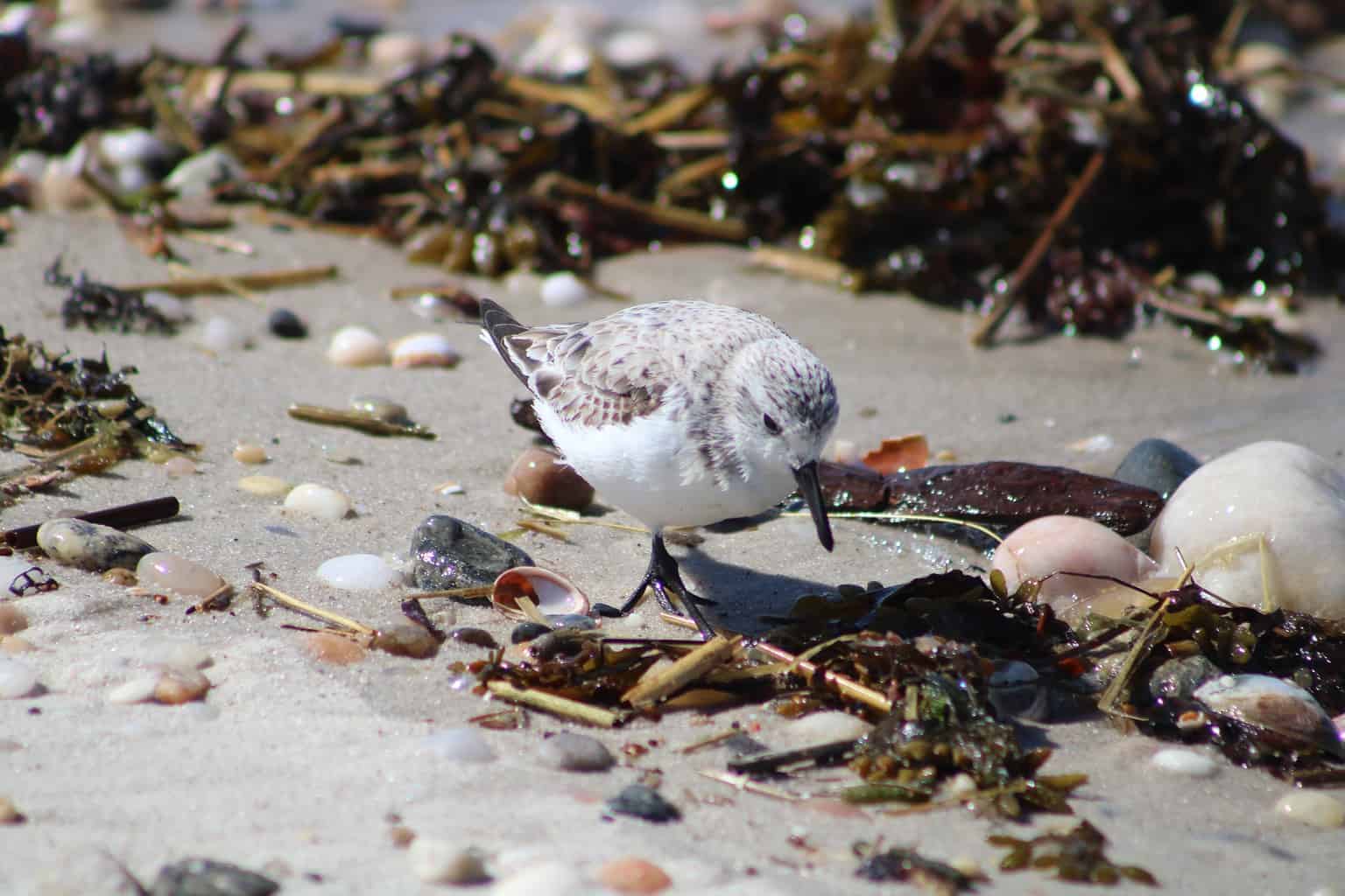 19 Birds You'll See Along North Carolina's Coastline and Beaches - A-Z ...
