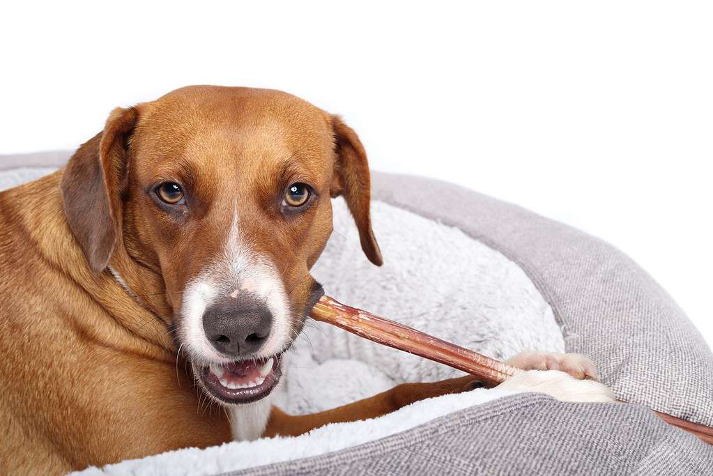 Dog chewing a bully stick