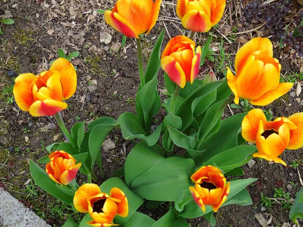 Tulips "Monsella", yellow and red colors, a garden in the south of the Moscow region, May 2023.