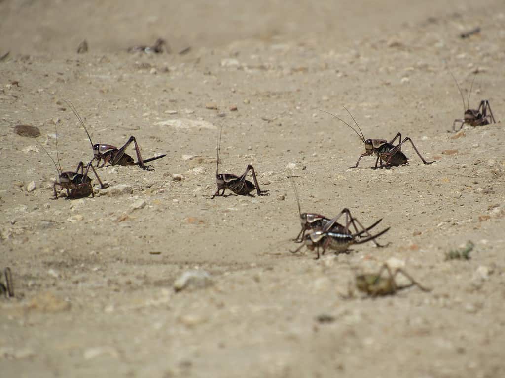 Mormon Cricket Swarm Crossing a Dirt Road,
